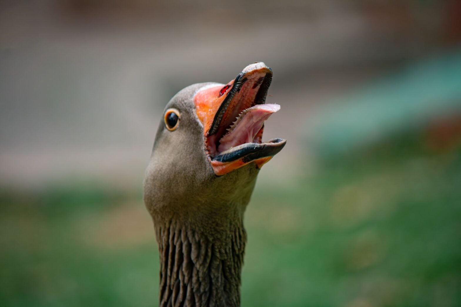 Covered Call Stop Loss Strategy For Black Swan Events - editorial photograph