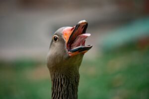 Covered Call Stop Loss Strategy For Black Swan Events - editorial photograph
